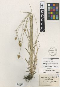 Thumbnail image of current specimen