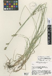 Thumbnail image of current specimen