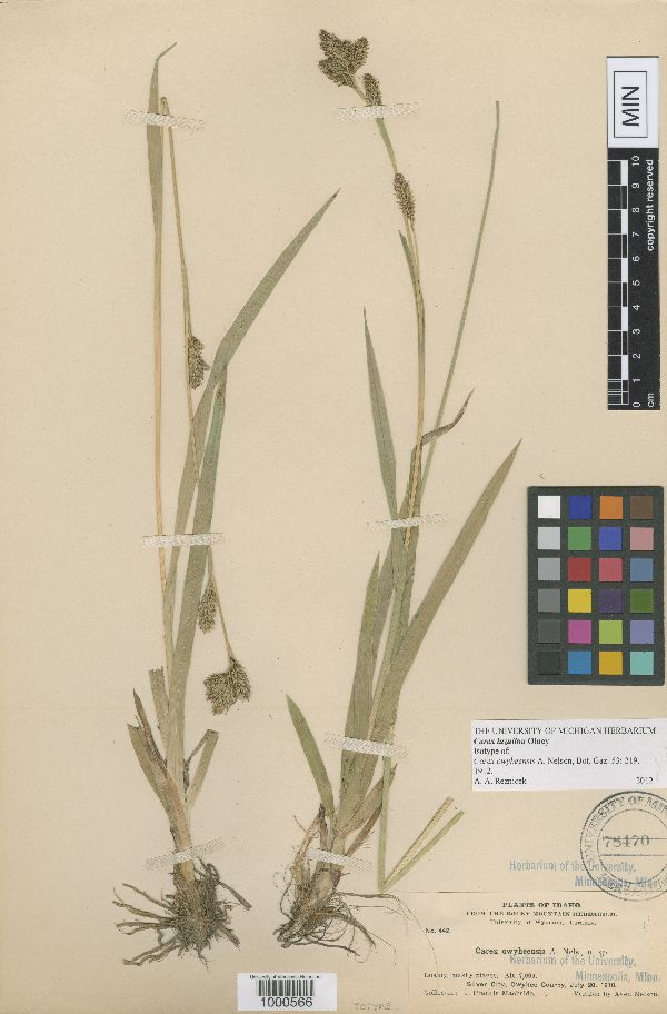 Carex luzulina image