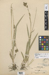 Thumbnail image of current specimen