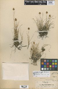 Thumbnail image of current specimen