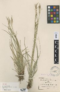 Thumbnail image of current specimen