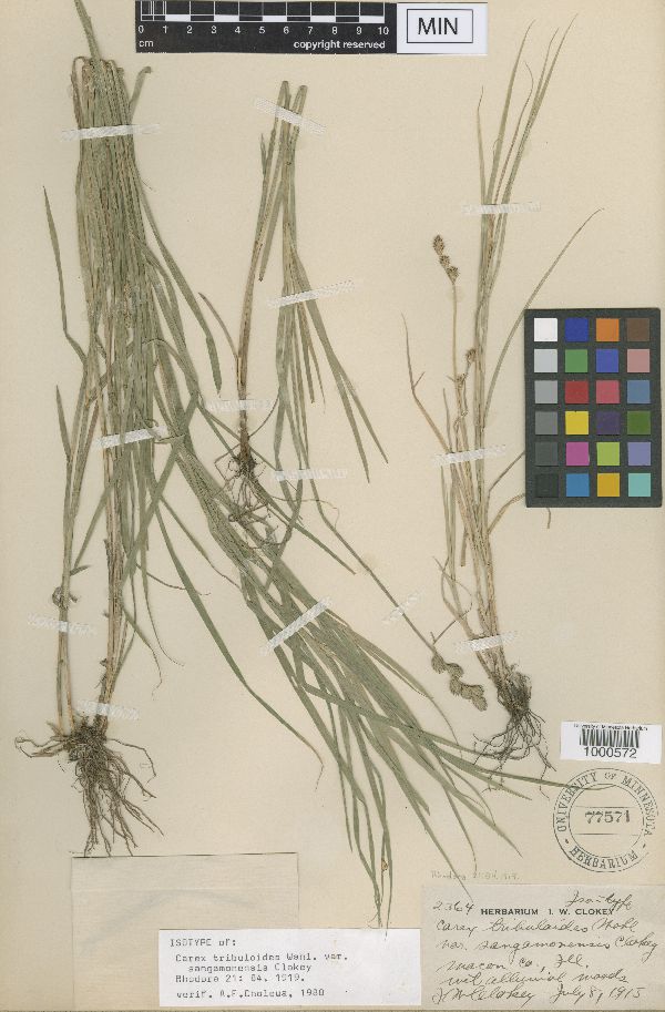 Carex tribuloides var. sangamonensis image