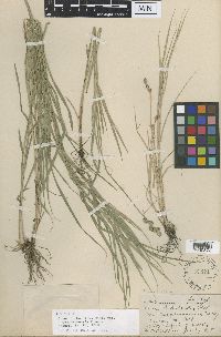 Thumbnail image of current specimen