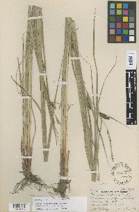 Thumbnail image of current specimen