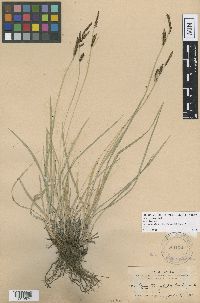 Image of Carex aperta