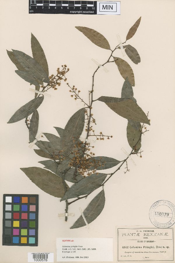 Celastrus pringlei image