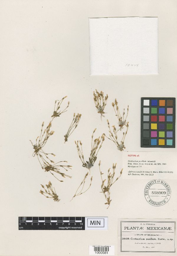 Zeltnera pusilla image