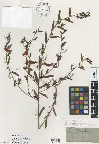 Chamaecrista fasciculata image