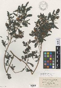 Chamaecrista fasciculata image