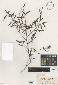 Chamaecrista fasciculata image