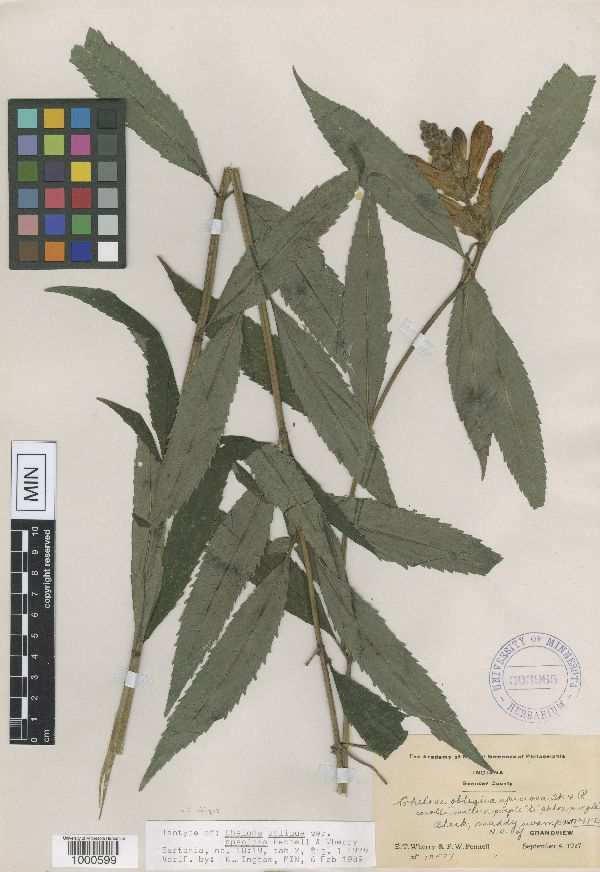 Chelone obliqua var. speciosa image