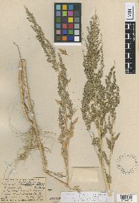 Chenopodium berlandieri image