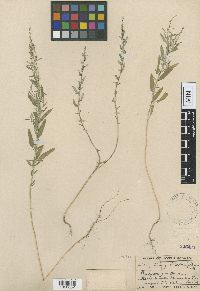 Chenopodium pratericola image