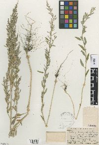 Chenopodium pratericola image