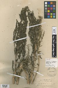 Chenopodium rubrum image