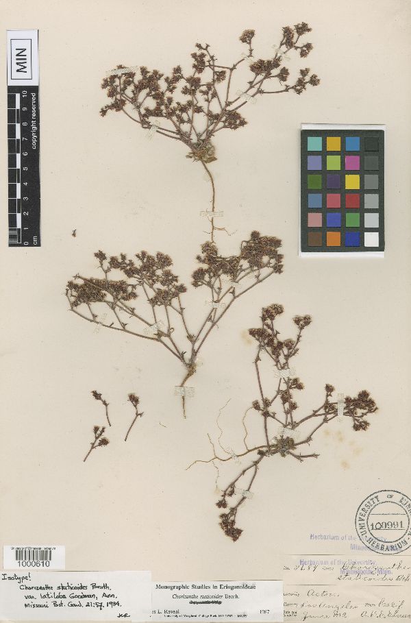 Chorizanthe staticoides image