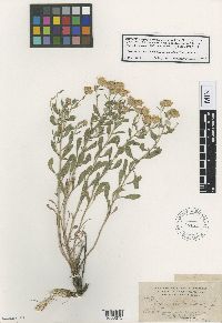 Heterotheca villosa image