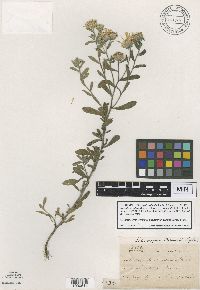 Heterotheca villosa image