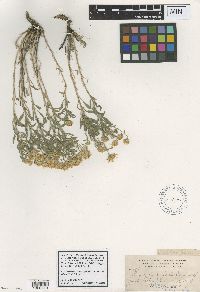 Heterotheca villosa image
