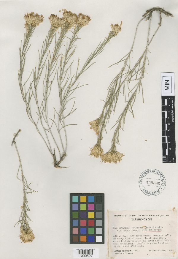 Ericameria nauseosa var. nana image