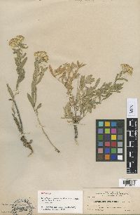 Chrysothamnus viscidiflorus image