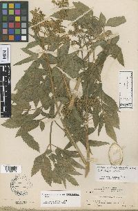 Cicuta maculata var. angustifolia image