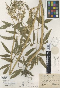 Cicuta maculata var. angustifolia image