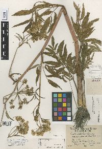 Cicuta maculata var. angustifolia image