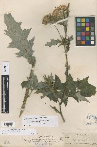 Cirsium altissimum image