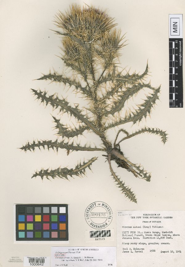 Cirsium eatonii var. viperinum image