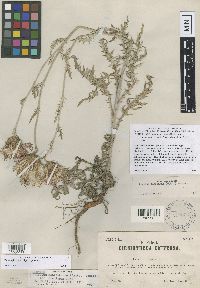 Cirsium flodmanii image