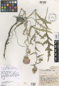 Cirsium flodmanii image