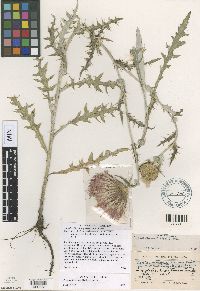 Cirsium flodmanii image