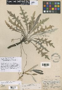 Cirsium flodmanii image