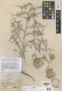 Cirsium flodmanii image