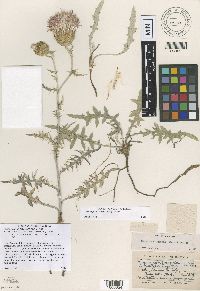 Cirsium flodmanii image