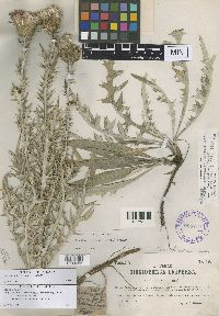 Cirsium flodmanii image