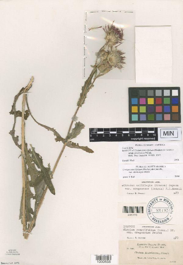 Cirsium remotifolium var. odontolepis image