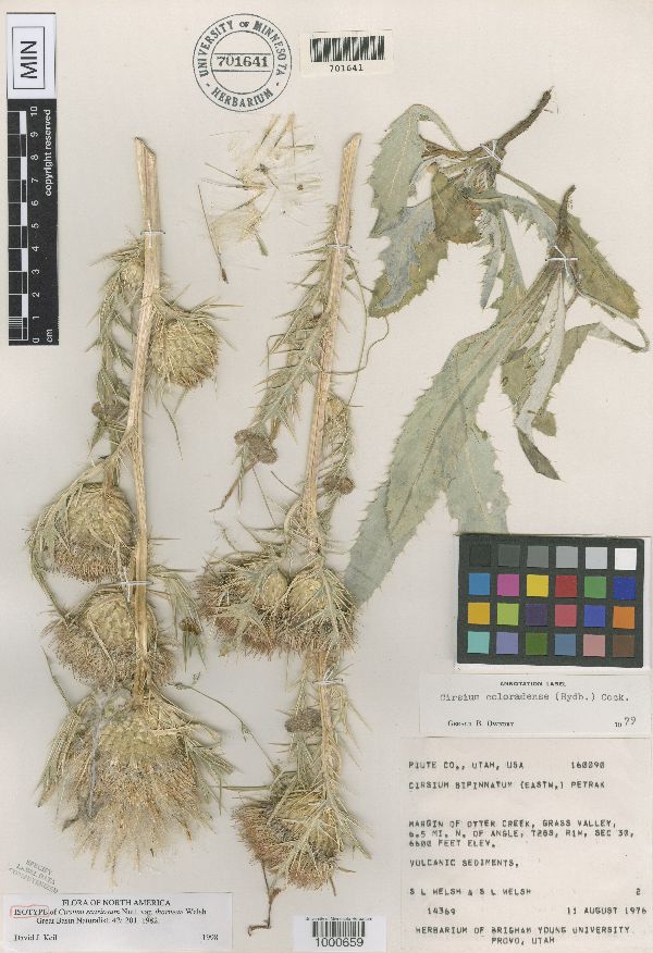 Cirsium scariosum var. thorneae image