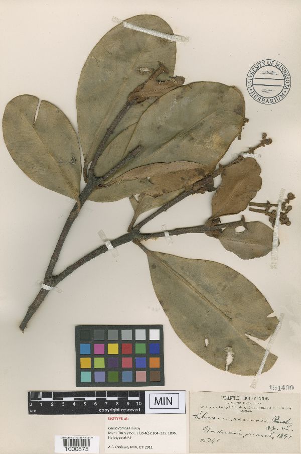 Clusia ramosa image