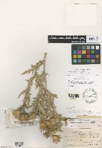 Cirsium arizonicum image