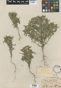 Collomia linearis image