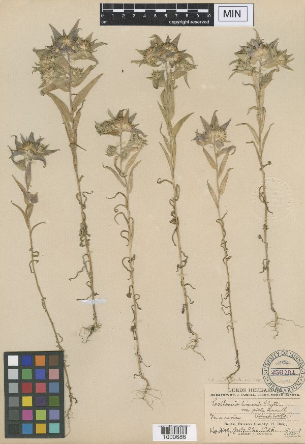 Collomia linearis var. picta image