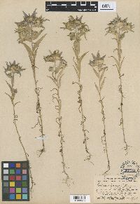 Media resource of Collomia linearis