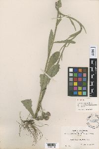 Media resource of Conyza primulifolia