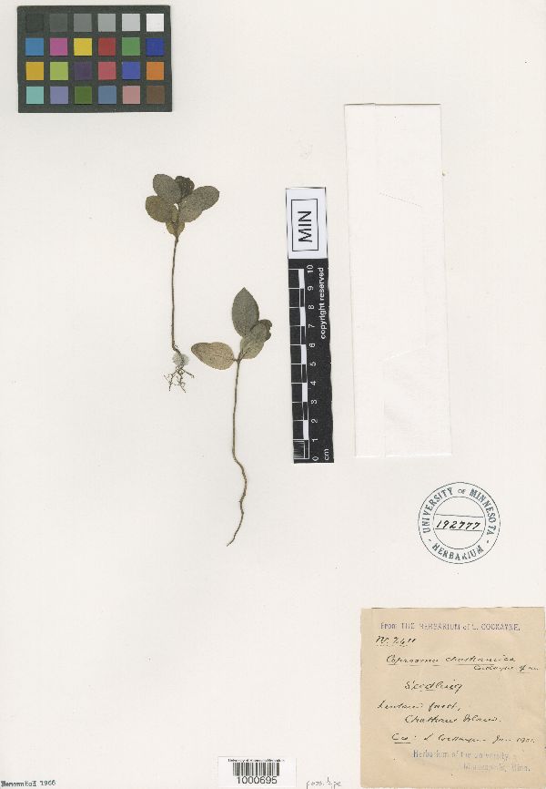 Coprosma chathamica image