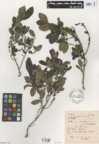Coprosma chathamica image