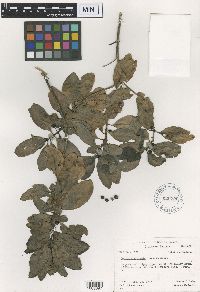 Thumbnail image of current specimen