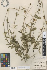 Thumbnail image of current specimen